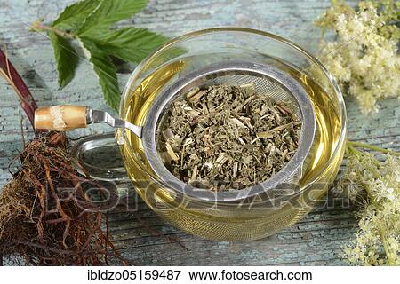 Cup meadowsweet tea (Filipendula ulmaria), meadowsweet, legume, honeysuckle, spikeweed, meadow queen, wild lilac, cramping herb, meadowsweet tea, meadowsweet tea, tea strainer View Large Photo Image Stock Photo - Cup meadowsweet tea (Filipendula ulmaria), meadowsweet, legume, honeysuckle, spikeweed, meadow queen, wild lilac, cramping herb, meadowsweet tea, meadowsweet tea, tea strainer. Fotosearch