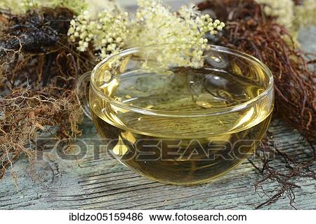 Cup meadowsweet tea (Filipendula ulmaria), meadowsweet, legume, honeysuckle, spikeweed, meadow queen, wild lilac, cramping herb, meadowsweet tea, meadowsweet tea View Large Photo Image Stock Photograph - Cup meadowsweet tea (Filipendula ulmaria), meadowsweet, legume, honeysuckle, spikeweed, meadow queen, wild lilac, cramping herb, meadowsweet tea, meadowsweet tea. Fotosearch