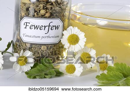 Cup of butterwort tea (Chrysanthemum parthenium) butterwort View Large Photo Image Picture - Cup of butterwort tea (Chrysanthemum parthenium) butterwort. Fotosearch
