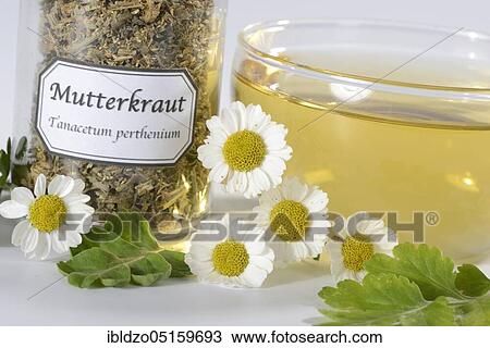 Cup of butterwort tea (Chrysanthemum parthenium) butterwort View Large Photo Image Stock Image - Cup of butterwort tea (Chrysanthemum parthenium) butterwort. Fotosearch
