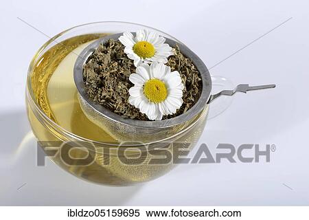 Cup of butterwort tea (Chrysanthemum parthenium) butterwort, tea strainer View Large Photo Image Stock Photography - Cup of butterwort tea (Chrysanthemum parthenium) butterwort, tea strainer. Fotosearch