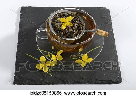 Cup of celandine tea (Chelidonium majus), celandine, celandine tea, celandine tea, warts, golden cabbage, tea strainer View Large Photo Image Stock Photograph - Cup of celandine tea (Chelidonium majus), celandine, celandine tea, celandine tea, warts, golden cabbage, tea strainer. Fotosearch