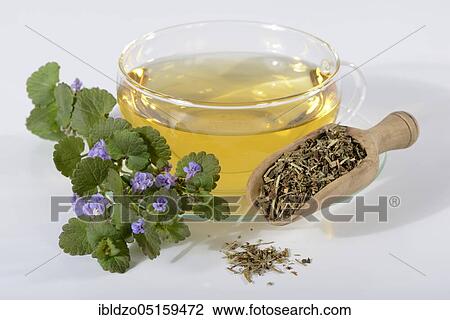 Stock Image - Cup of ground ivy tea, ground ivy tea, ground ivy tea, ground ivy tea, ground ivy (Glechoma hederacea), blue dog, bulderman, thunder vine, hedgerow, earth ivy, ground ivy, ground ivy, ground ivy straps, gunnel, silverweed, soldier parsley, huder,.... Fotosearch