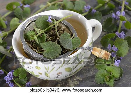 Cup of ground ivy tea, ground ivy tea, ground ivy tea, ground ivy tea, ground ivy (Glechoma hederacea), blue dog, bulderman, thunder vine, hedgerow, earth ivy, ground ivy, ground ivy, ground ivy straps, gunnel, silverweed, soldier parsley, huder,... View Large Photo Image Stock Image - Cup of ground ivy tea, ground ivy tea, ground ivy tea, ground ivy tea, ground ivy (Glechoma hederacea), blue dog, bulderman, thunder vine, hedgerow, earth ivy, ground ivy, ground ivy, ground ivy straps, gunnel, silverweed, soldier parsley, huder,.... Fotosearch