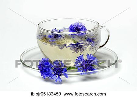 Cup of tea Cornflowers- tea, infusion, tea glass, herbal tea View Large Photo Image Stock Photo - Cup of tea Cornflowers- tea, infusion, tea glass, herbal tea. Fotosearch