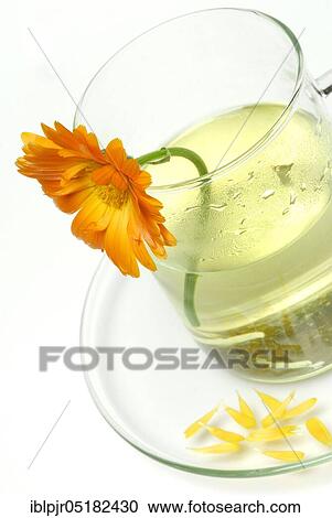 Cup of tea, Marigolds-tea View Large Photo Image Stock Image - Cup of tea, Marigolds-tea. Fotosearch