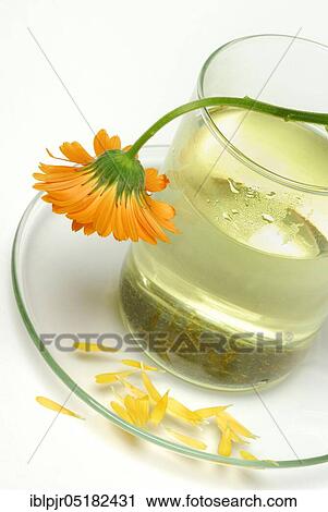 Cup of tea, Marigolds-tea View Large Photo Image Stock Image - Cup of tea, Marigolds-tea. Fotosearch