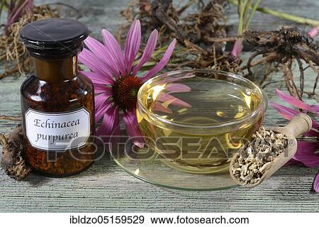 Cup red (Echinacea purpurea) coneflower tea View Large Photo Image Stock Photo - Cup red (Echinacea purpurea) coneflower tea. Fotosearch