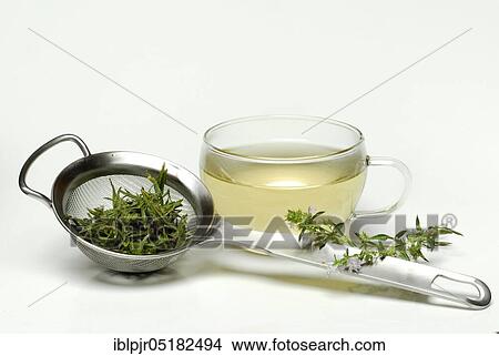 Cup savory tea (Satureja montana), savory tea, winter savory, mountain savory, savory, tea cup, tea strainer View Large Photo Image Picture - Cup savory tea (Satureja montana), savory tea, winter savory, mountain savory, savory, tea cup, tea strainer. Fotosearch