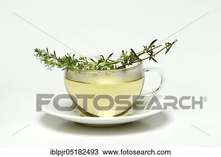 Stock Image - Cup savory tea (Satureja montana), savory tea, winter savory, mountain savory, savory, tea cup. Fotosearch