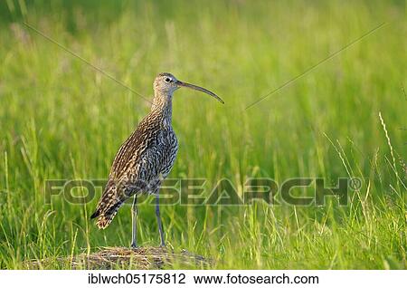 Curlew, old bird in a meadow, standing on a small hill, attentive, June, NSG Dingdener Heide, North Rhine-Westphalia, Germany, Europe View Large Photo Image Stock Image - Curlew, old bird in a meadow, standing on a small hill, attentive, June, NSG Dingdener Heide, North Rhine-Westphalia, Germany, Europe. Fotosearch