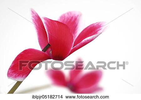 Picture - Cyclamen (Cyclamen spec. ). Fotosearch
