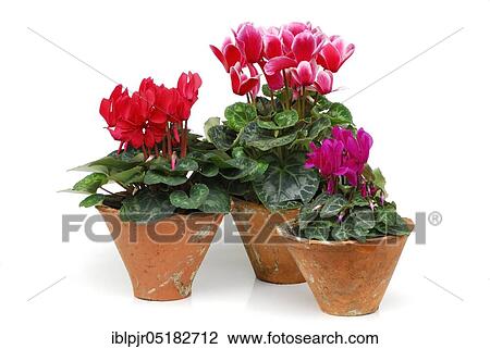 Stock Image - Cyclamen (Cyclamen spec. ). Fotosearch