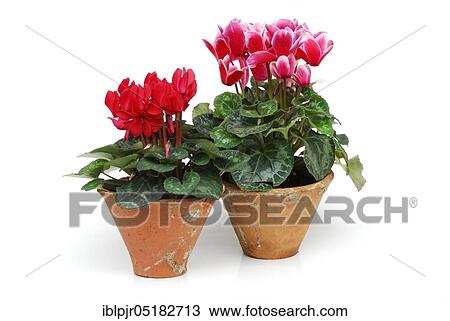 Stock Image - Cyclamen (Cyclamen spec. ). Fotosearch