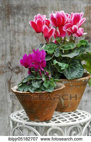 Stock Photo - Cyclamen (Cyclamen spec. ). Fotosearch