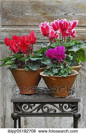 Stock Photo - Cyclamen (Cyclamen spec. ). Fotosearch