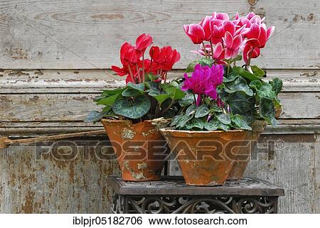 Stock Photograph - Cyclamen (Cyclamen spec. ). Fotosearch