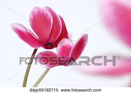 Stock Photography - Cyclamen (Cyclamen spec. ). Fotosearch