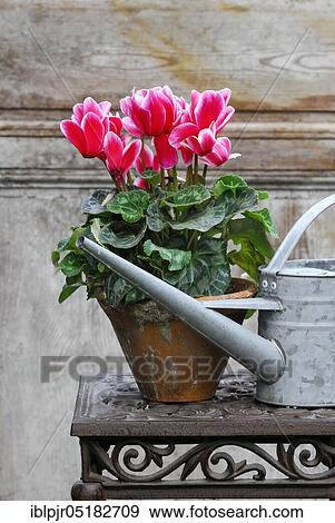 Stock Photo - Cyclamen, watering can (Cyclamen spec. ). Fotosearch