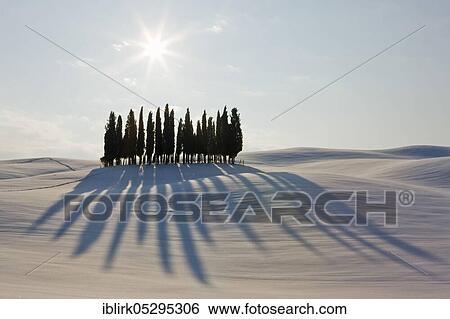 Stock Photograph - Cypress group in winter landscape, San Quirico, Tuscany, Italy, Europe. Fotosearch