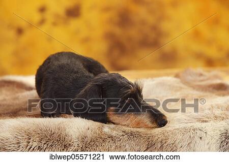 Dachshund with wire hairs View Large Photo Image Stock Image - Dachshund with wire hairs. Fotosearch