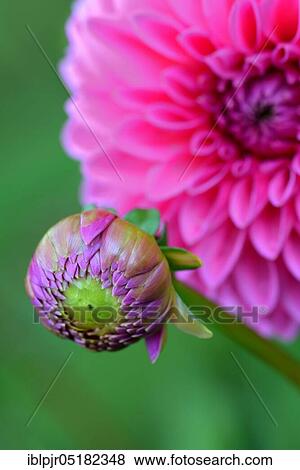 Stock Photo - Dahlia (Dahlia spec. ), bud. Fotosearch
