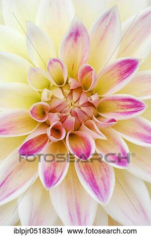 Picture - Dahlia (Dahlia spec. ) variety white-pink yellow of Trubschachen. Fotosearch