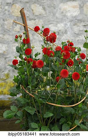 Stock Image - Dahlia (Dahlia spec. ) Variety Sieckmanns fireball, pompom, support aid made of wicker. Fotosearch