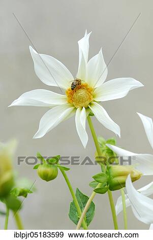 Stock Photo - Dahlia (Dahlia spec. ) White variety from Berikon. Fotosearch