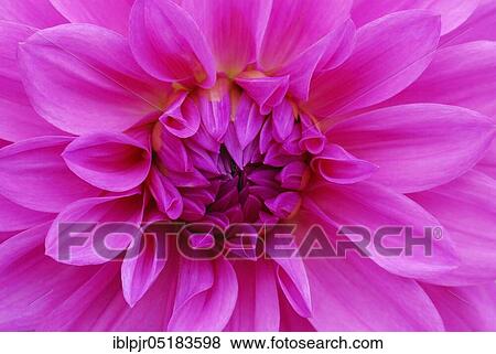 Dahlia spec., Variety Pink-Violet Decorative View Large Photo Image Stock Photo - Dahlia spec., Variety Pink-Violet Decorative. Fotosearch