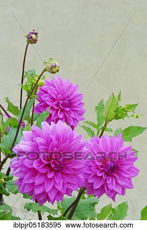 Dahlia spec., Variety Pink-Violet Decorative View Large Photo Image Stock Photography - Dahlia spec., Variety Pink-Violet Decorative. Fotosearch