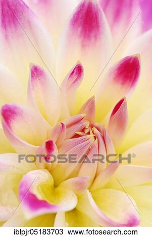 Stock Image - Dahlia, variety White-pink yellow of Trubschachen ( Dahlia spec. ). Fotosearch