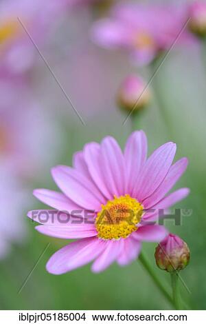 Daisies, chrysanthemum Leucanthemum View Large Photo Image Picture - Daisies, chrysanthemum Leucanthemum. Fotosearch