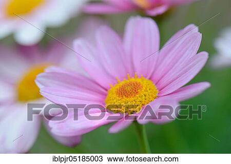 Stock Image - Daisies, chrysanthemum Leucanthemum. Fotosearch