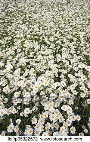 Daisy (Leucanthemum vulgare) View Large Photo Image Stock Image - Daisy (Leucanthemum vulgare). Fotosearch
