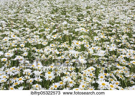 Daisy (Leucanthemum vulgare) View Large Photo Image Stock Image - Daisy (Leucanthemum vulgare). Fotosearch