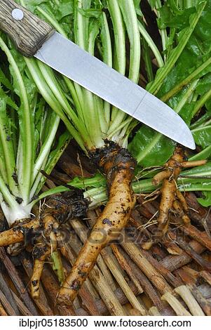 Dandelion (Löwenzahnwurzel) (Taraxacum officinale), in basket with knife, root View Large Photo Image Stock Image - Dandelion (Löwenzahnwurzel) (Taraxacum officinale), in basket with knife, root. Fotosearch