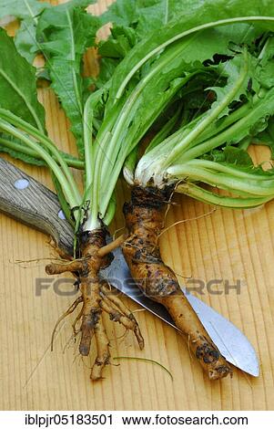 Stock Image - Dandelion (Löwenzahnwurzel) (Taraxacum officinale), Root. Fotosearch