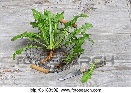 Stock Image - Dandelion (Löwenzahnwurzel) (Taraxacum officinale), in basket with knife, root. Fotosearch