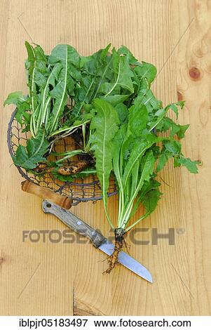 Stock Photo - Dandelion (Löwenzahnwurzel) (Taraxacum officinale), in basket with knife, root. Fotosearch