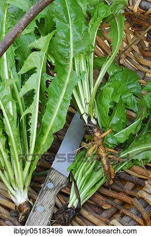 Stock Photo - Dandelion (Löwenzahnwurzel) (Taraxacum officinale), in basket with knife, root. Fotosearch