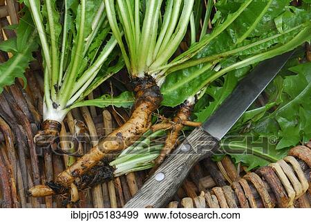 Stock Photo - Dandelion (Löwenzahnwurzel) (Taraxacum officinale), in basket with knife, root. Fotosearch