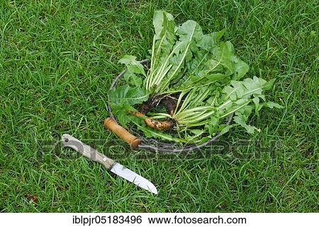 Dandelion (Löwenzahnwurzel) (Taraxacum officinale), in basket with knife, root View Large Photo Image Stock Photograph - Dandelion (Löwenzahnwurzel) (Taraxacum officinale), in basket with knife, root. Fotosearch