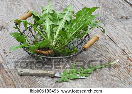 Stock Photography - Dandelion (Löwenzahnwurzel) (Taraxacum officinale), in basket with knife, root. Fotosearch