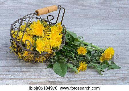 Stock Image - Dandelion ( Taraxacum officinale), flowers in wire basket. Fotosearch