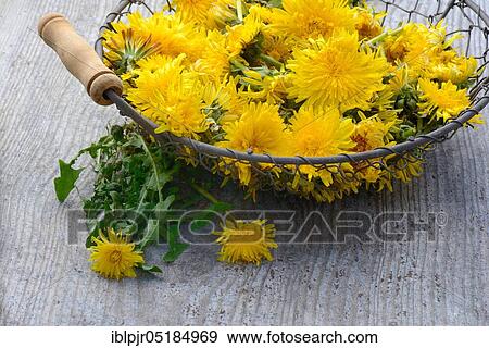 Stock Photo - Dandelion ( Taraxacum officinale), flowers in wire basket. Fotosearch