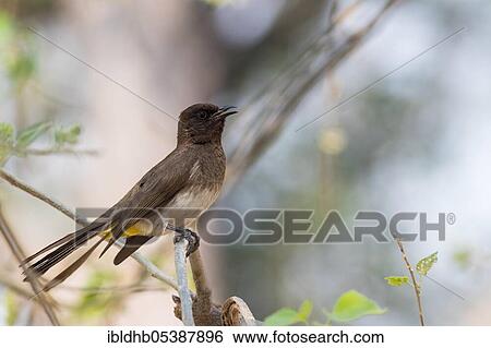 Stock Photograph - Dark-capped Bulbul, Moremi Game Reserve, Okavango Delta (Pycnonotus xanthopygos), Botswana, Africa. Fotosearch