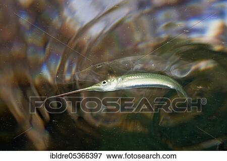 Darker half-billed pike, Zenarchopterus dunckeri, Russell Islands, Solomon Islands, Oceania View Large Photo Image Stock Photo - Darker half-billed pike, Zenarchopterus dunckeri, Russell Islands, Solomon Islands, Oceania. Fotosearch
