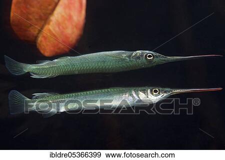 Darker half-billed pike, Zenarchopterus dunckeri, Russell Islands, Solomon Islands, Oceania View Large Photo Image Stock Photo - Darker half-billed pike, Zenarchopterus dunckeri, Russell Islands, Solomon Islands, Oceania. Fotosearch