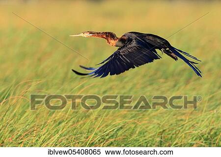 Darter (Anhinga rufa) Okavango Delta, Botswana, Africa View Large Photo Image Stock Photography - Darter (Anhinga rufa) Okavango Delta, Botswana, Africa. Fotosearch